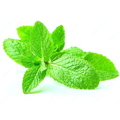 Mint (Pudina)