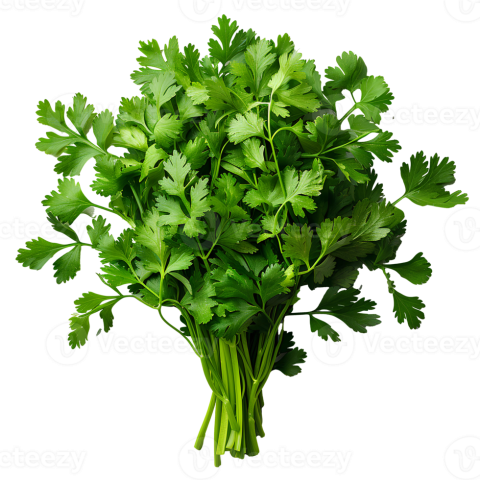 Coriander