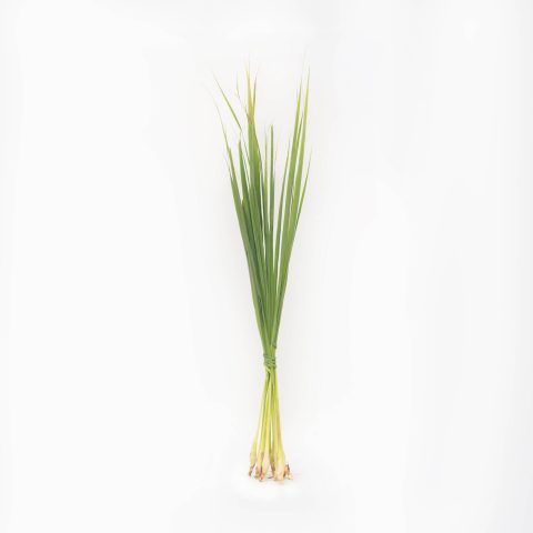 Lemon Grass