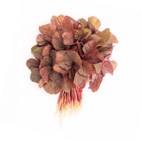 Red Spinach