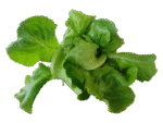 Butterhead lettuce