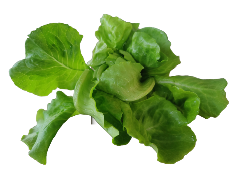 Butterhead lettuce