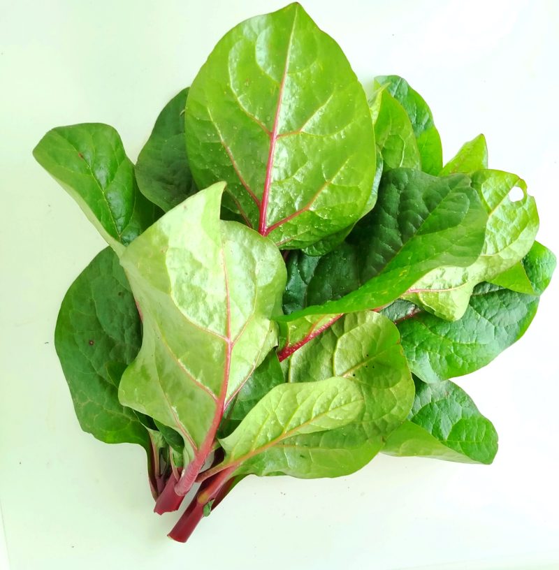 Malabar Spinach