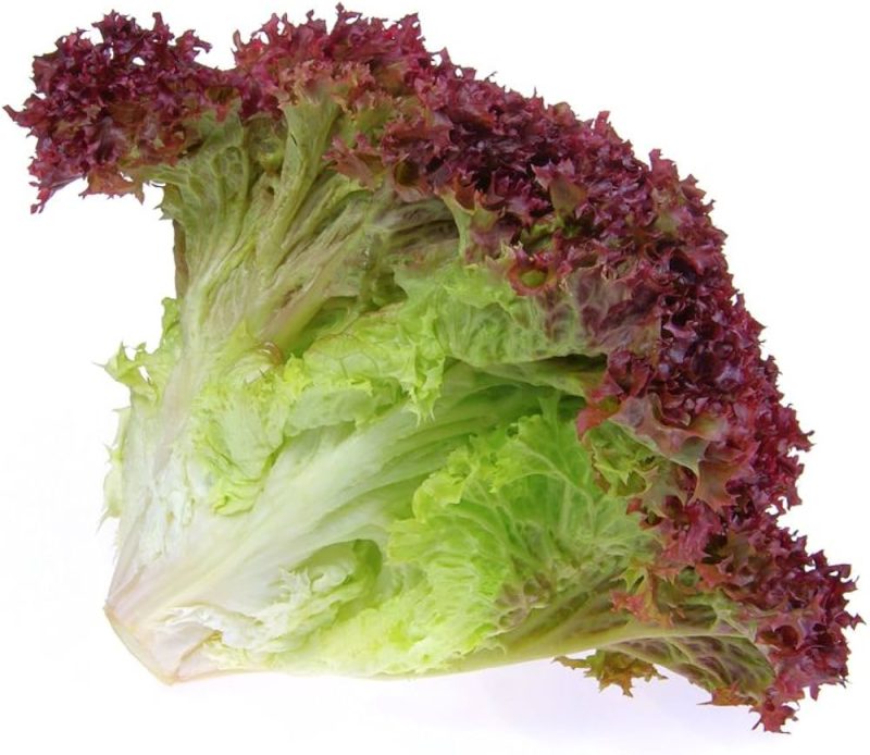 Red Lettuce