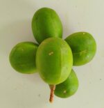Hog Plum