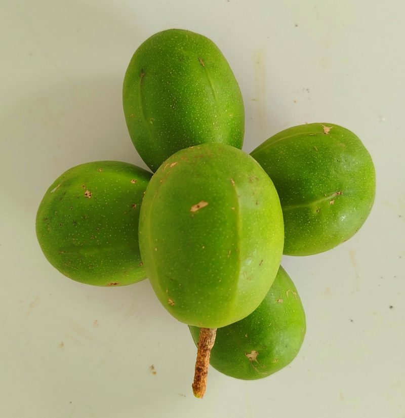 Hog Plum