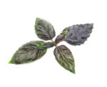 Red Basil