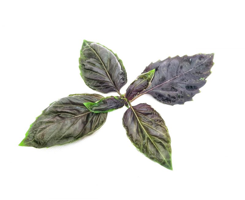 Red Basil