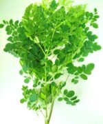 Moringa Leaves