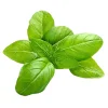 Big Green Basil