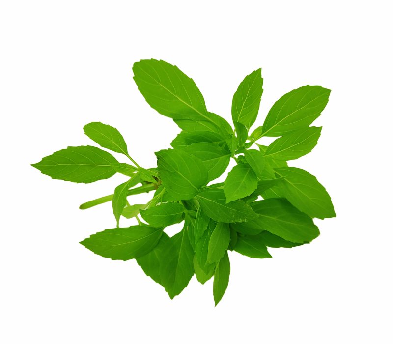 Small Green Basil