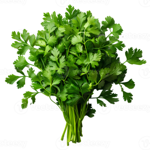 Coriander