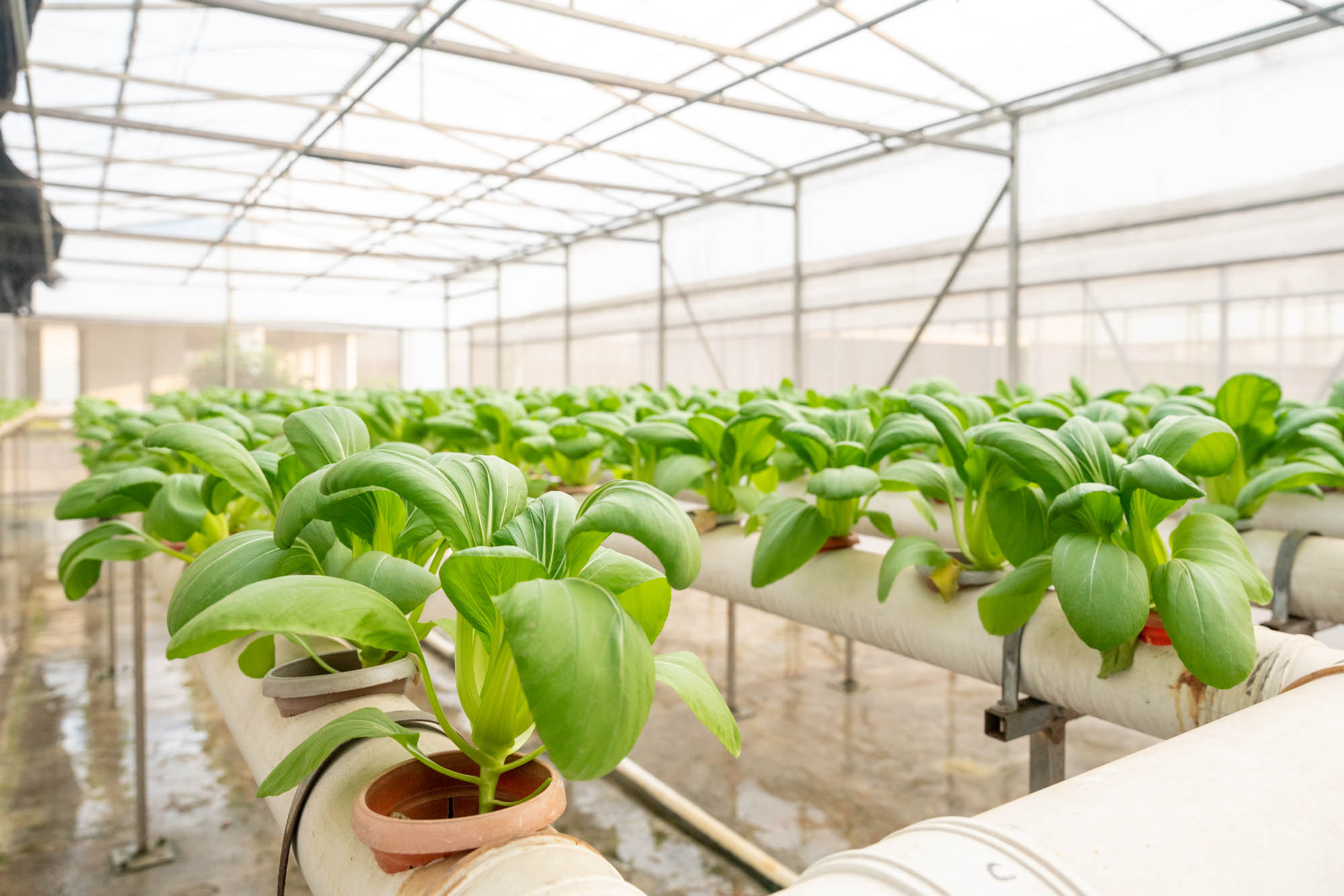 farm-fresh-shade-outside-7