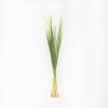 Lemon Grass