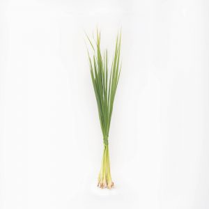 Lemon Grass