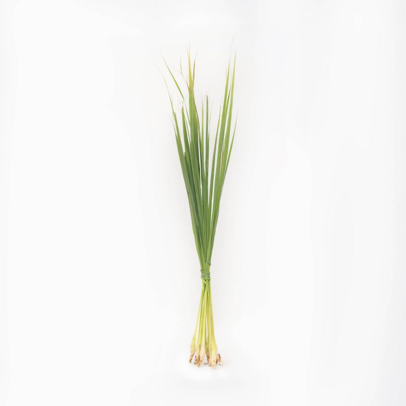 Lemon Grass
