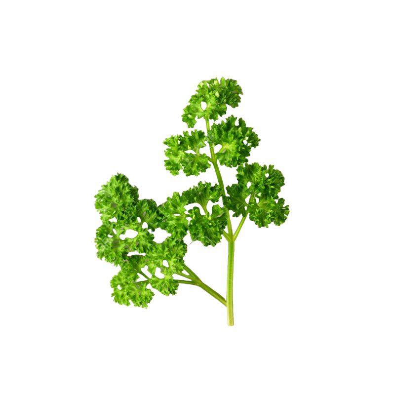 Curly parsley