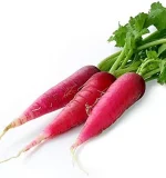 Red Radish Long